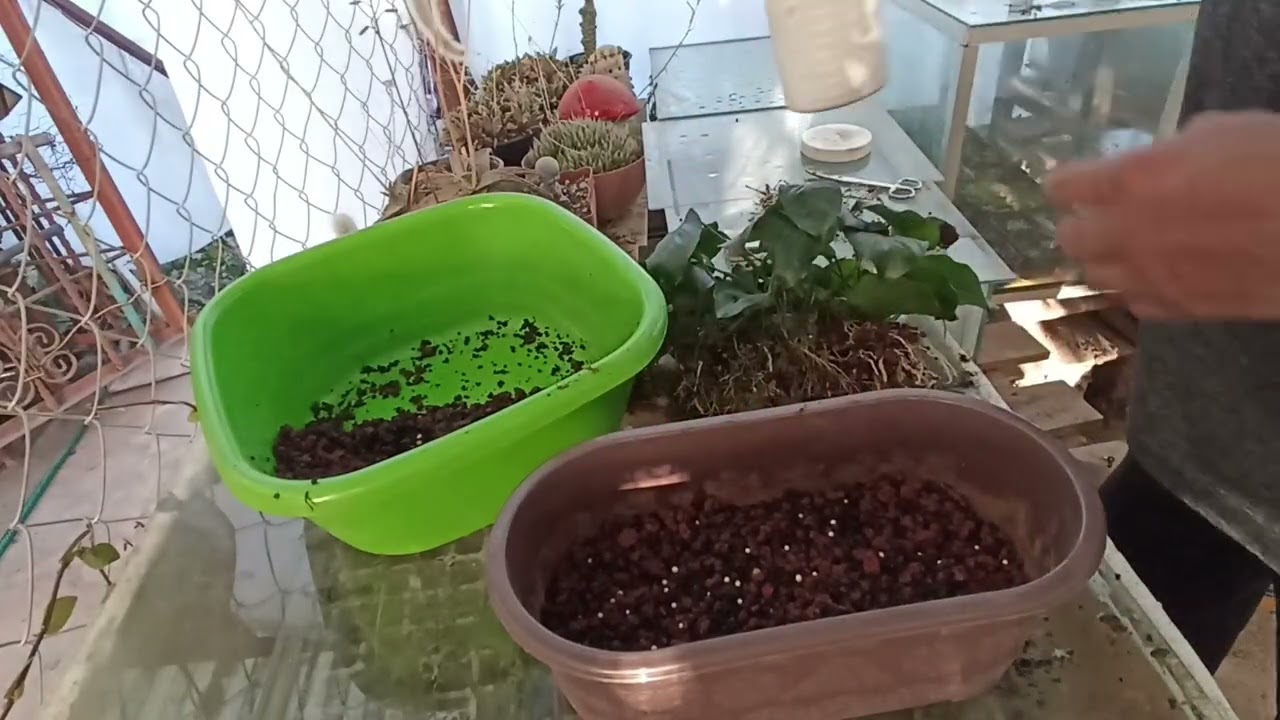 Cambio de maceta a planta madre de anubias broad leaf 