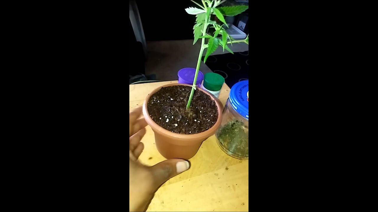Season Finale of 1st grow:Hindu Kush