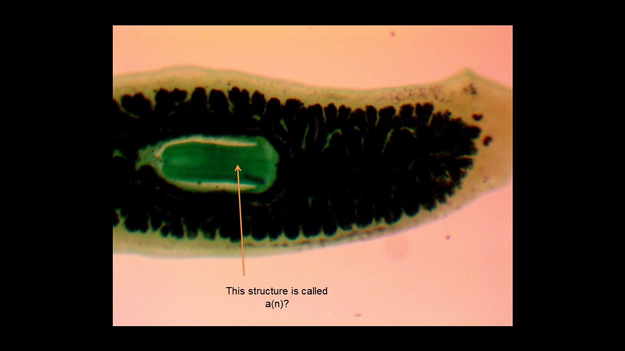 ORGANISM SLIDE QUIZ Planaria Anatomical Quiz