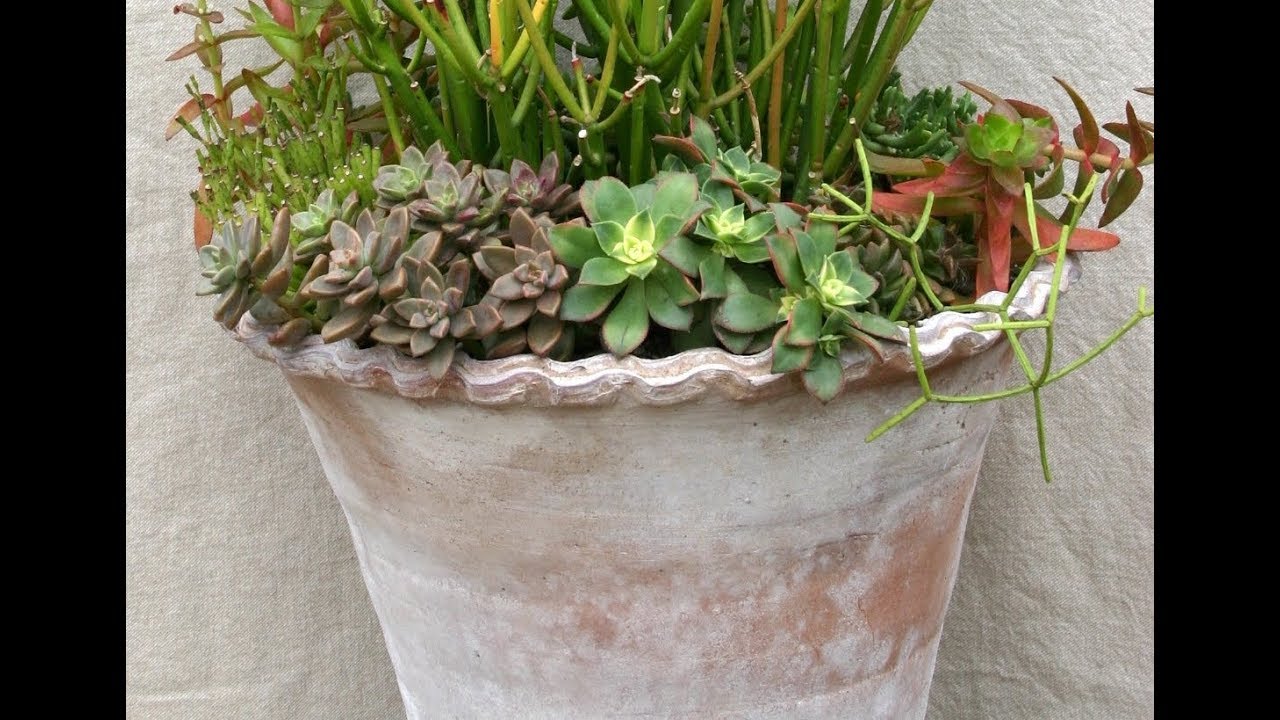 The Dilemma of Too-Bright Pots for Succulents