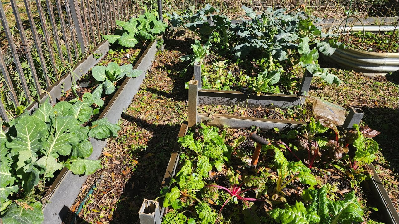 January 2025 Florida Raised Bed Garden Tour & HOSS Tools Seed Haul