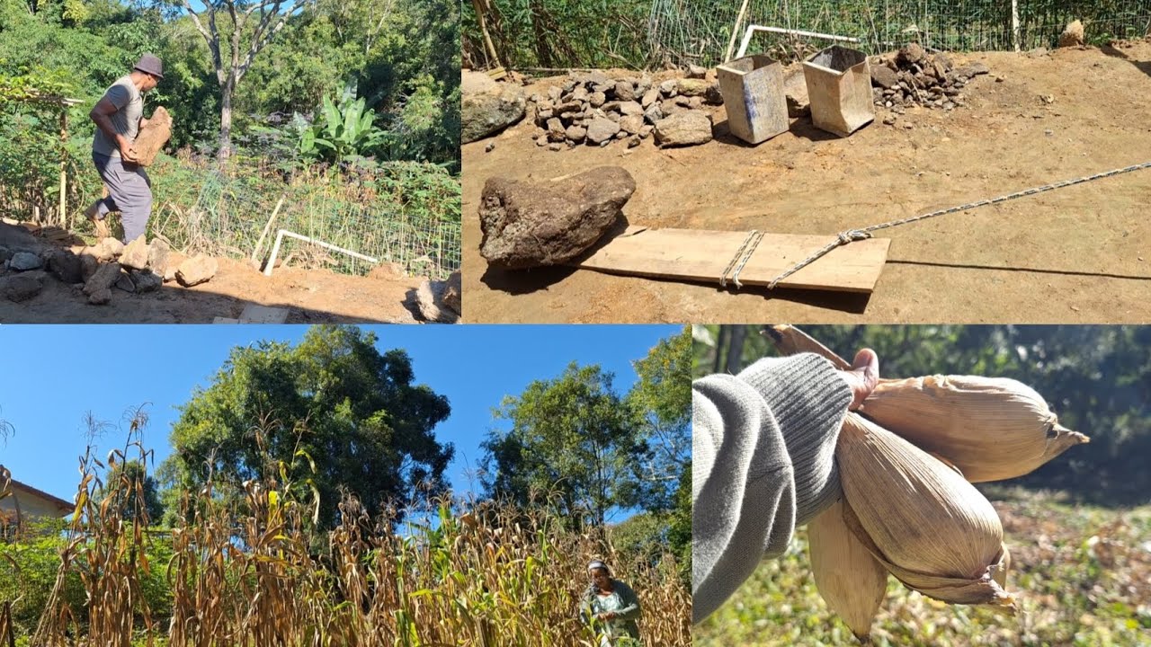 Vamos colher milho 🌽/ Continuação do muro de pedra 🪨 / Nova Temp - Ep 51 / #guapiara #🌽#🚧