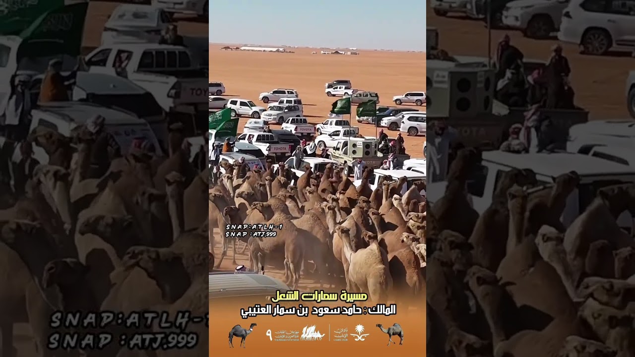 مسيرة سمارات الشعل نادي الابل ٩ لمالكها حامد بن سمار