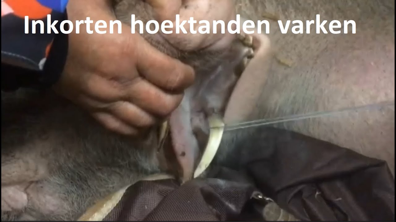Inkorten hoektanden bij hobbyvarken