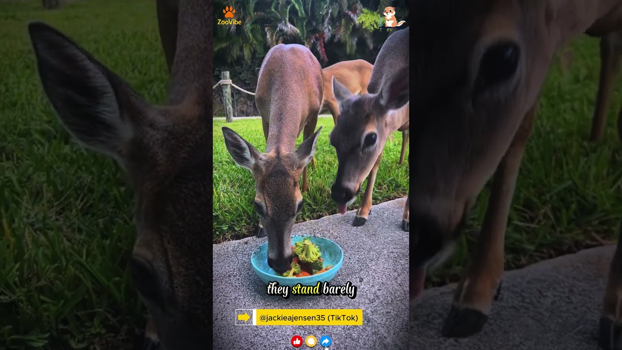 America&rsquo;s Smallest Deer? Meet the Adorable Key Deer of Florida! 🦌 #shorts #zoovibe