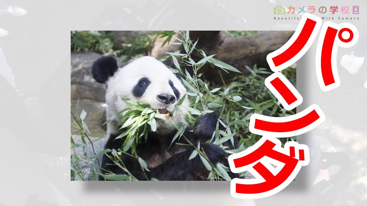 【カメラ】ガラス越しとは思えない！写り込みを無くしてパンダを上手に撮る方法【撮影テク】