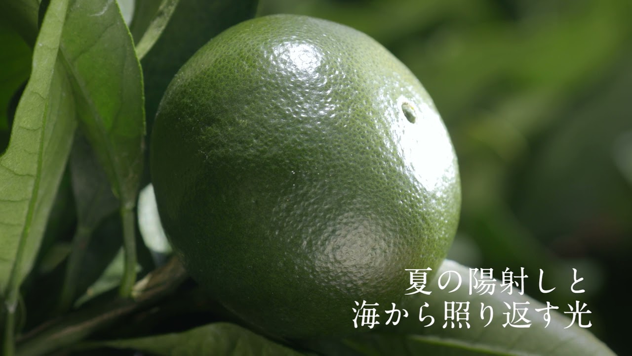 JA熊本市の夢未来みかんを全国に届けます