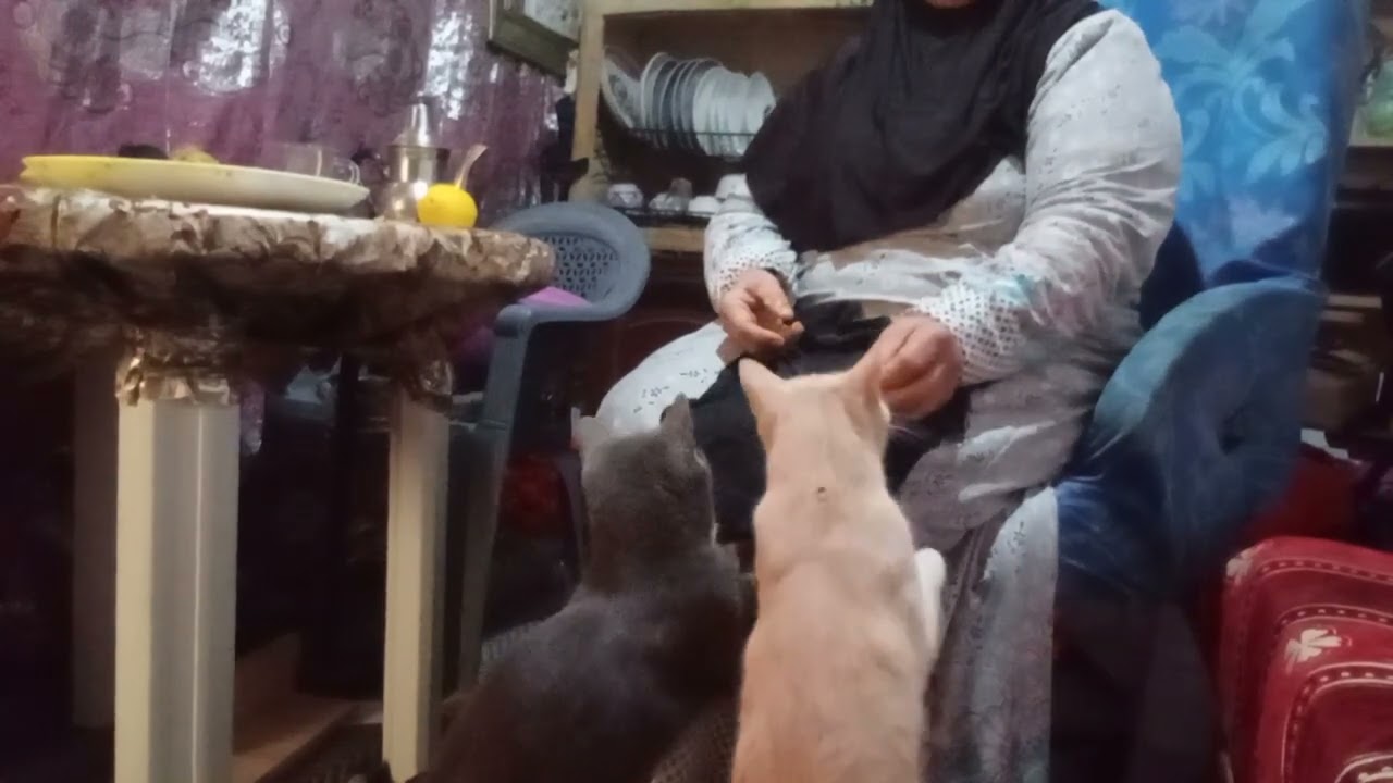 القطوطه ديالي كايتغداو معي باللحم الدجاج