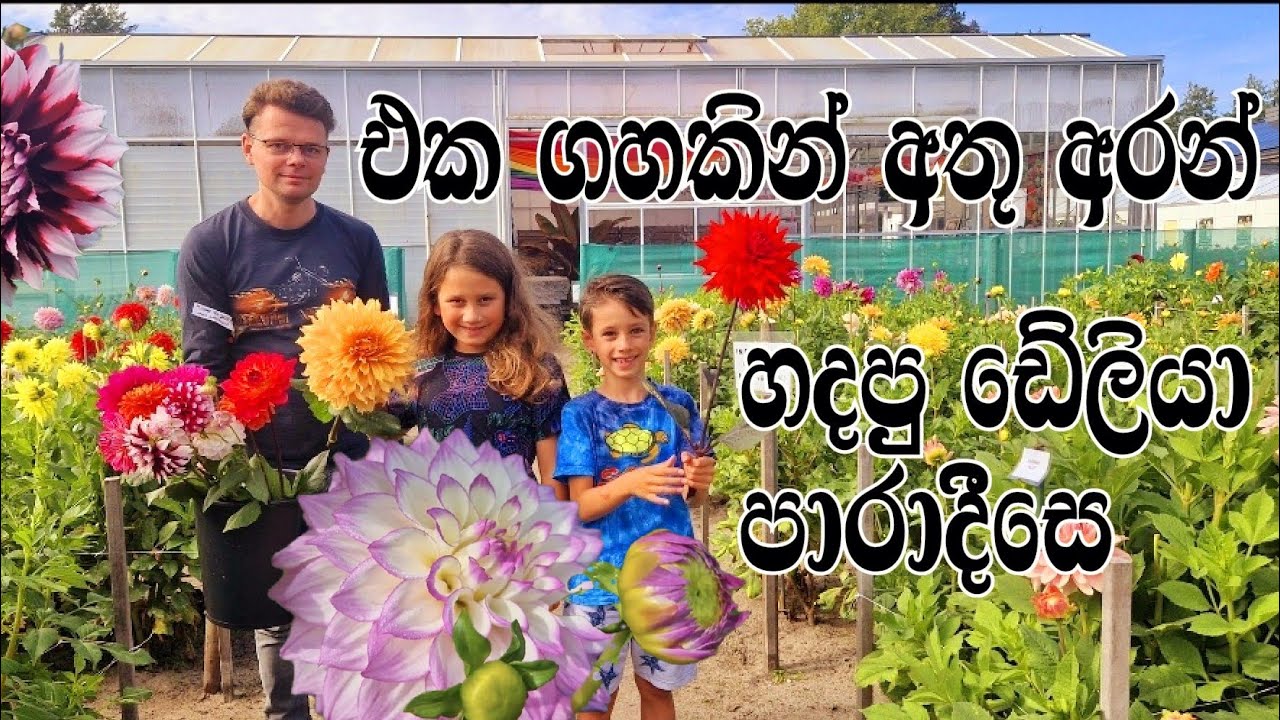 එක ගහකින කොටස් අරන් හදපු ඩේලියා මල් පාරාදීසෙ - Dahlia flower paradise