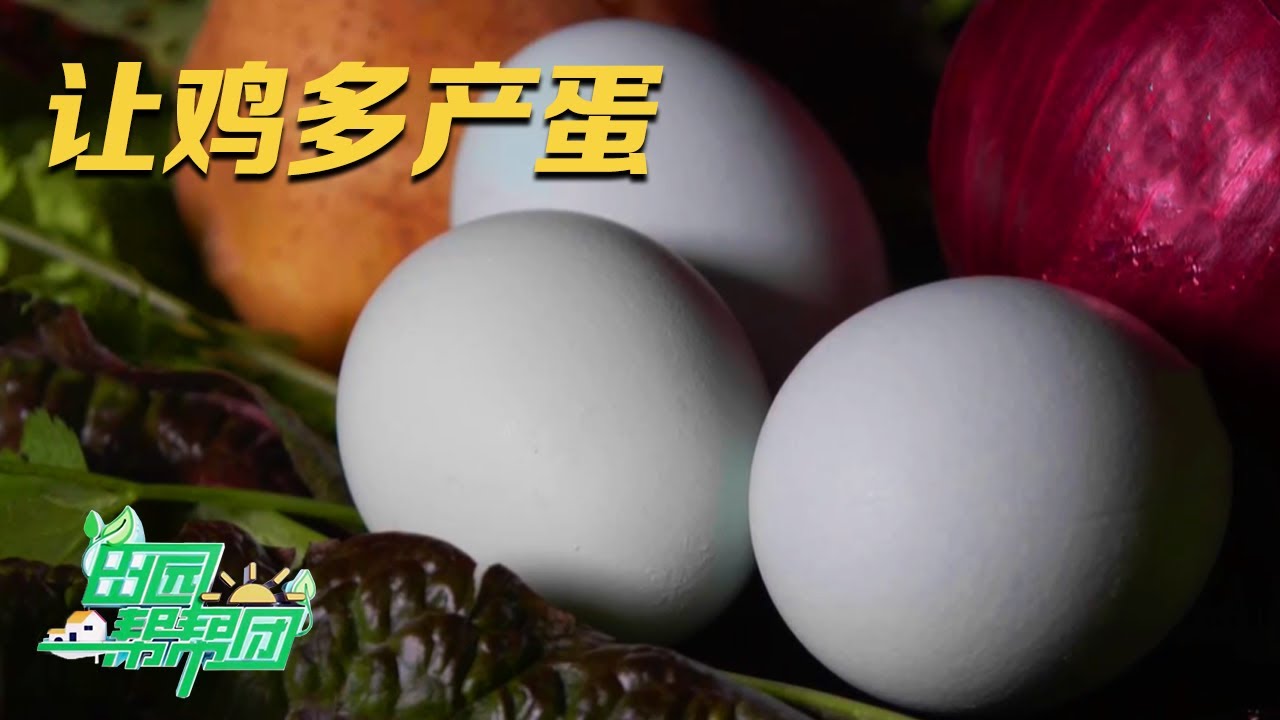 两个简单方法让蛋鸡下蛋效率倍增！养鸡专家建议：鸡舍要保持充足光照，不能让鸡吃太饱！|「田园帮帮团」20231229