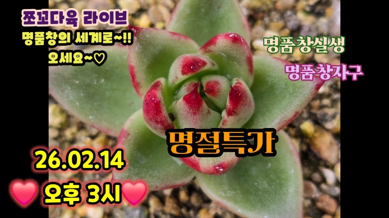 #쪼꼬다육라이브 02.14 오후3시 🌸#명품창,명품실생 ❤️명절특가상품 🌼카드결재가능