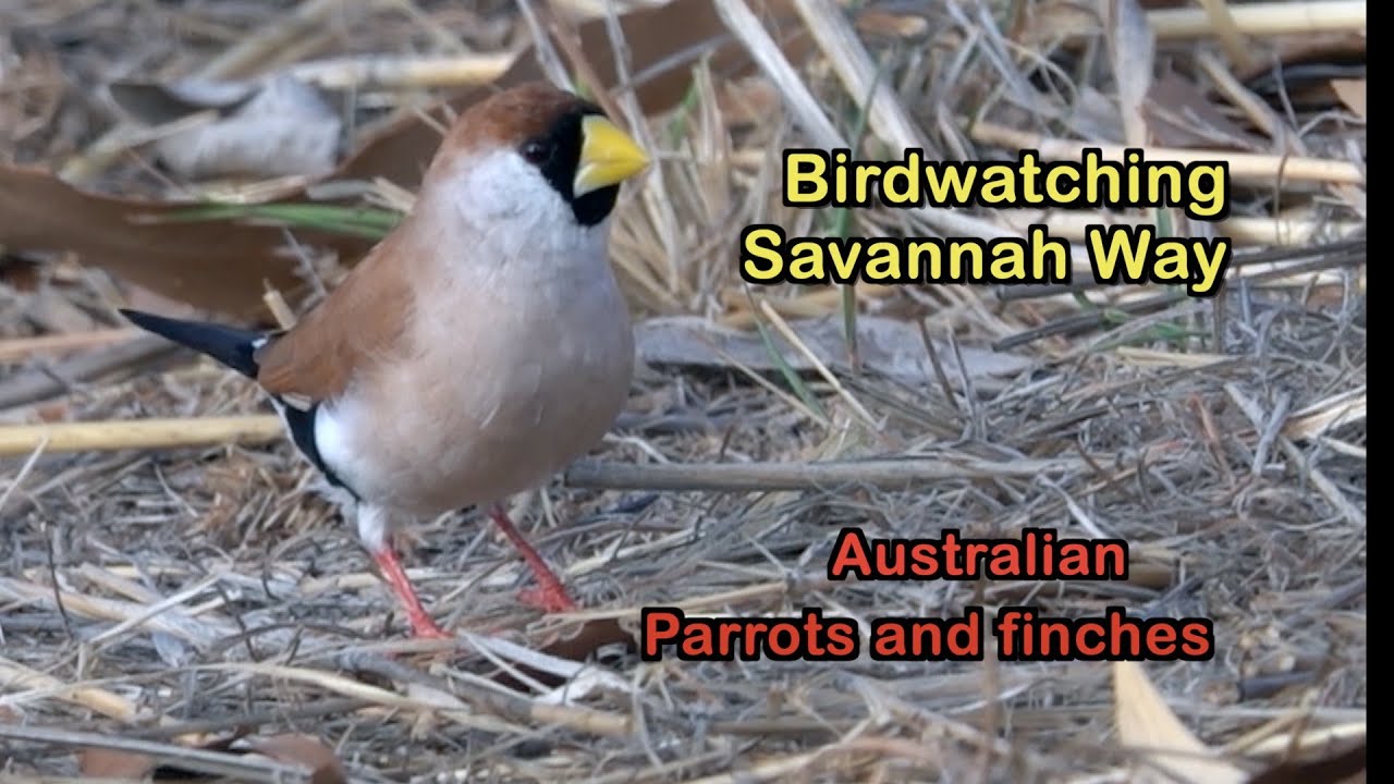 Birdwatching Savannah Way Qld finding Parrots and Finches by Alana and Greg Dare