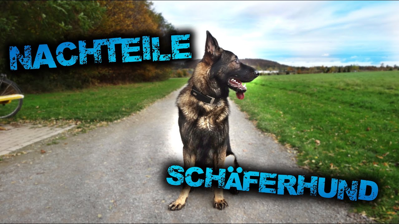 5 gute Gr&uuml;nde f&uuml;r KEINEN Sch&auml;ferhund / Deutscher Sch&auml;ferhund DDR Linie