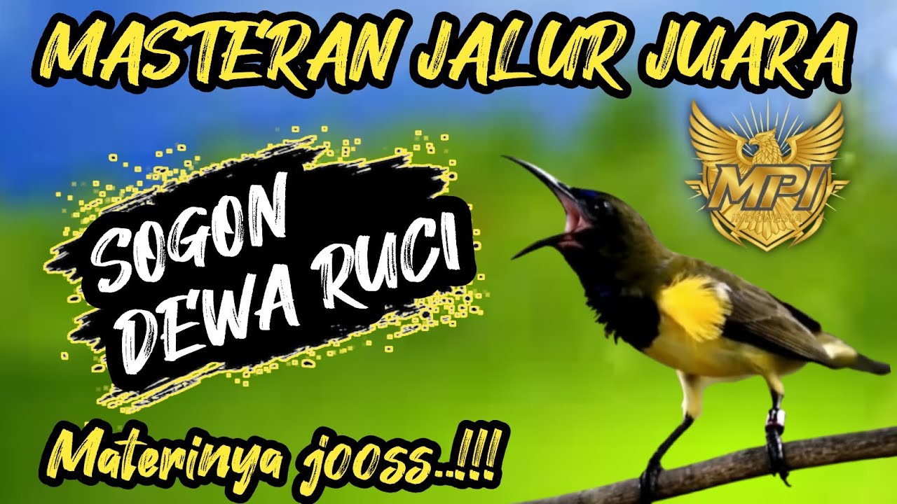 Mantap poooL ! MASTERAN SOGON ISIAN MEWAH❗