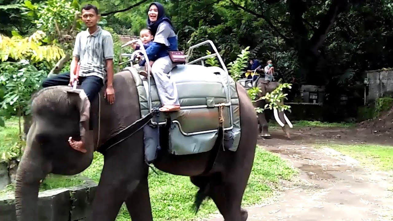 Azufi Berani Naik Gajah Di Kebun Binatang Gembira Loka Yogyakarta