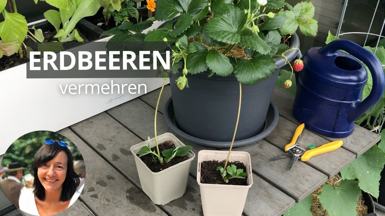 Erdbeeren im Topf vermehren - so einfach geht's mit Ablegern