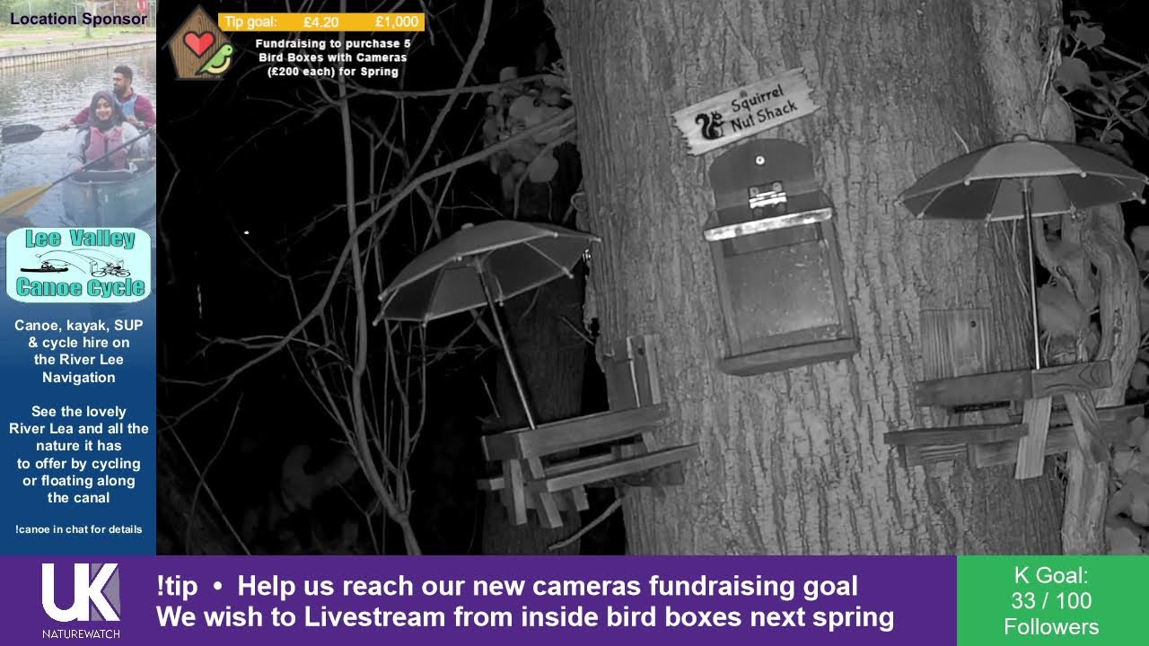 🔴 LIVE: Bird Feeder Buffet 🐦 Broxbourne Riverside Chalets | UK NatureWatch