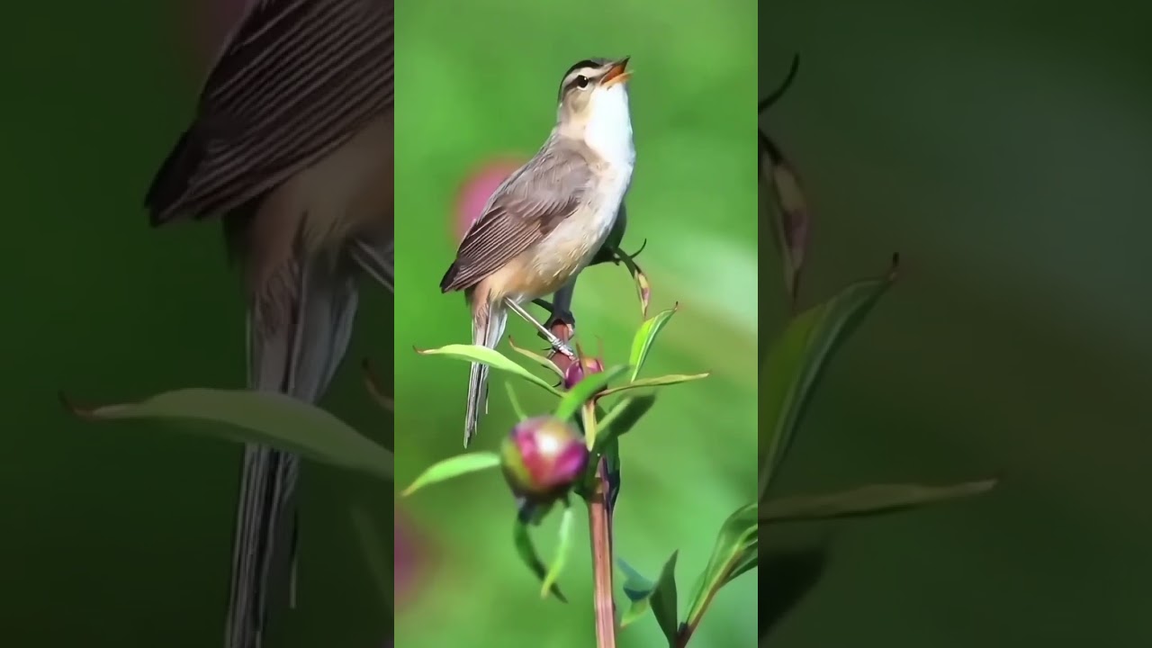Kicau burung kerak basi alis putih