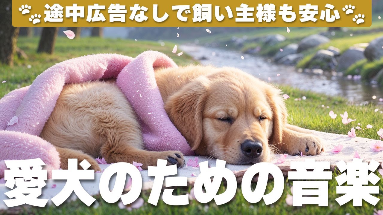 🐶犬のお留守番をサポートする音楽（広告なし）🐾 長時間安心して過ごせるBGM
