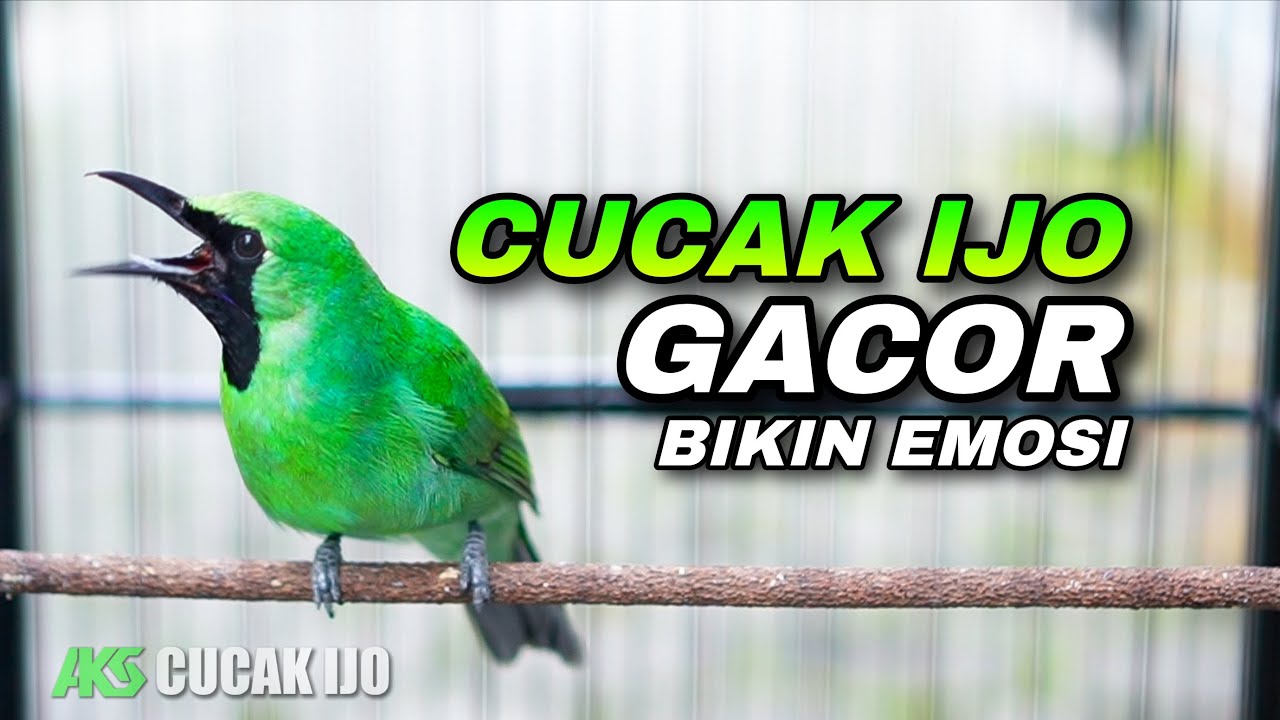 BIKIN EMOSI !!! CUCAK IJO GACOR COCOK UNTUK MENAIKKAN EMOSI LAWAN AGAR CEPAT JAMTROK NEMBAK ISIAN