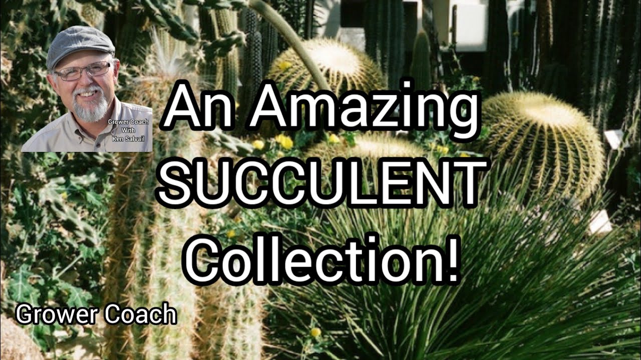Check Out This Incredible Succulent Collection!