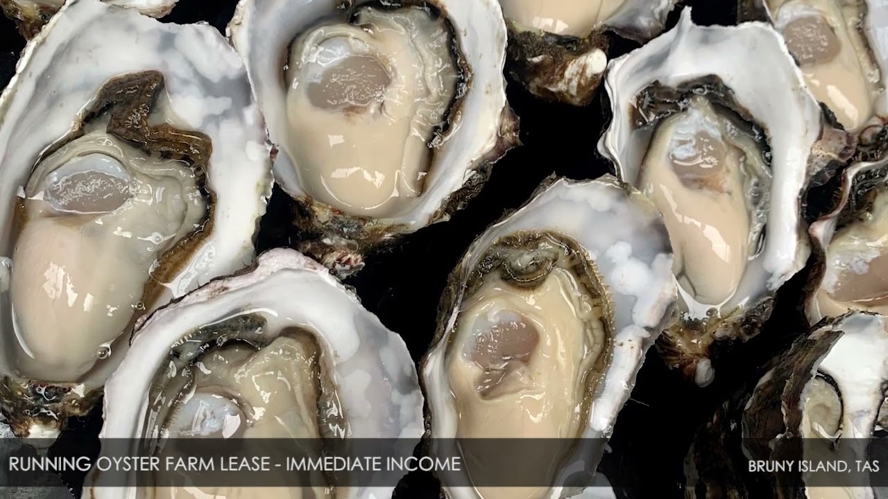 Running Oyster Farm Lease &ndash; Immediate Income &ndash; Bruny Island, TAS
