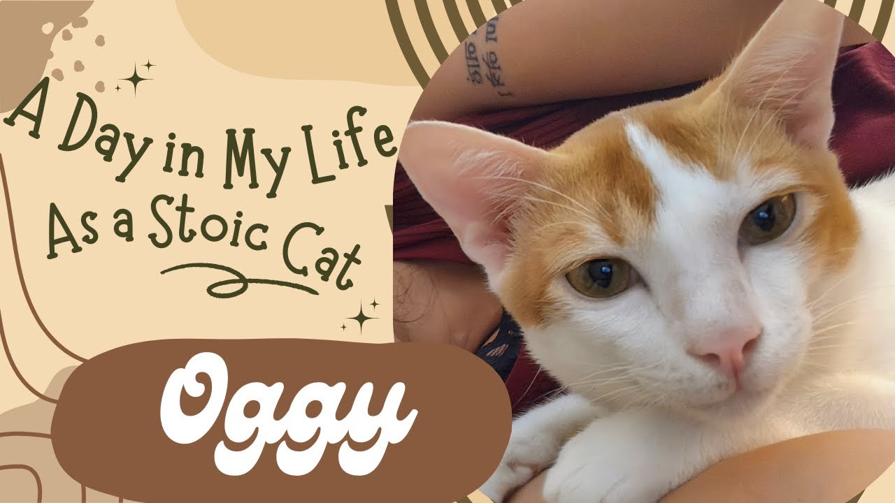 The Secret Life of Cats 🐱 | Funny Cat Compilation