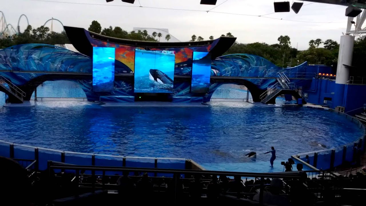Apresentação Orcas Shamu SeaWorld Orlando 22/07/12