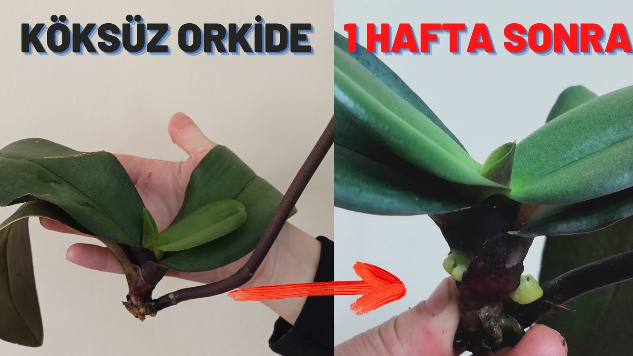 1 HAFTADA YENİ KÖKLER İÇİN BU YÖNTEMİ KESİN UYGULAYIN, KÖKSÜZ ORKİDE KURTARMA