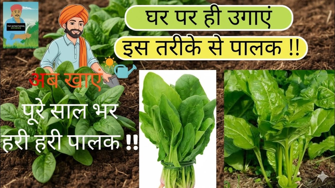 इस तरीके से उगाएं साल भर के लिए पालक!! #trending #viral #youtube #youtuber #farmer #farming 