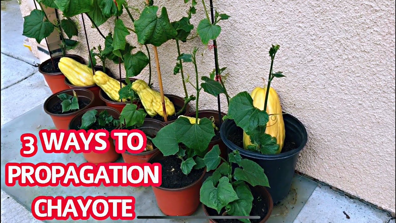 #148 3 WAYS TO GROW CHAYOTE FROM FRUIT TO FRUIT | 3 cách ươm giống su su từ trái | Cuộc sống Mỹ