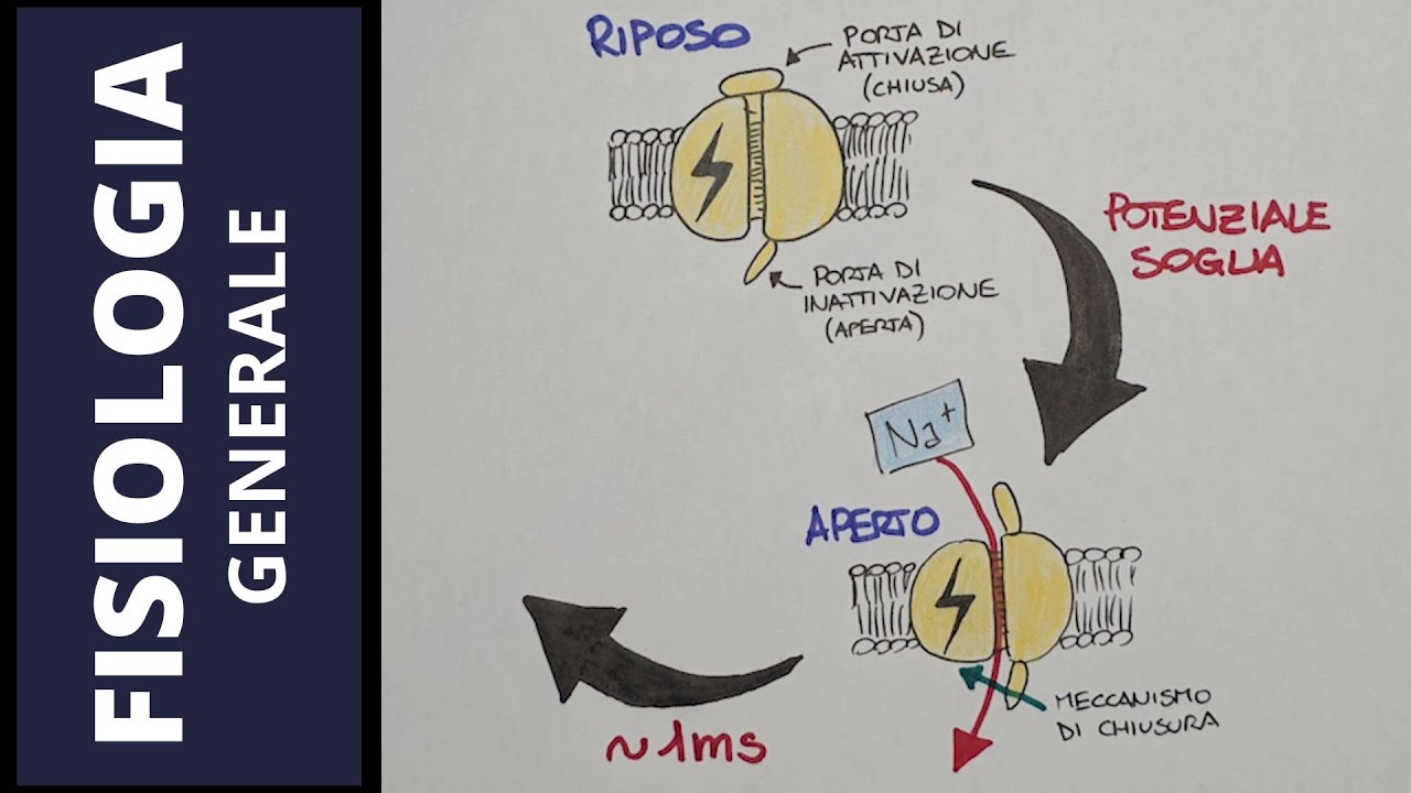 Il potenziale d'azione
