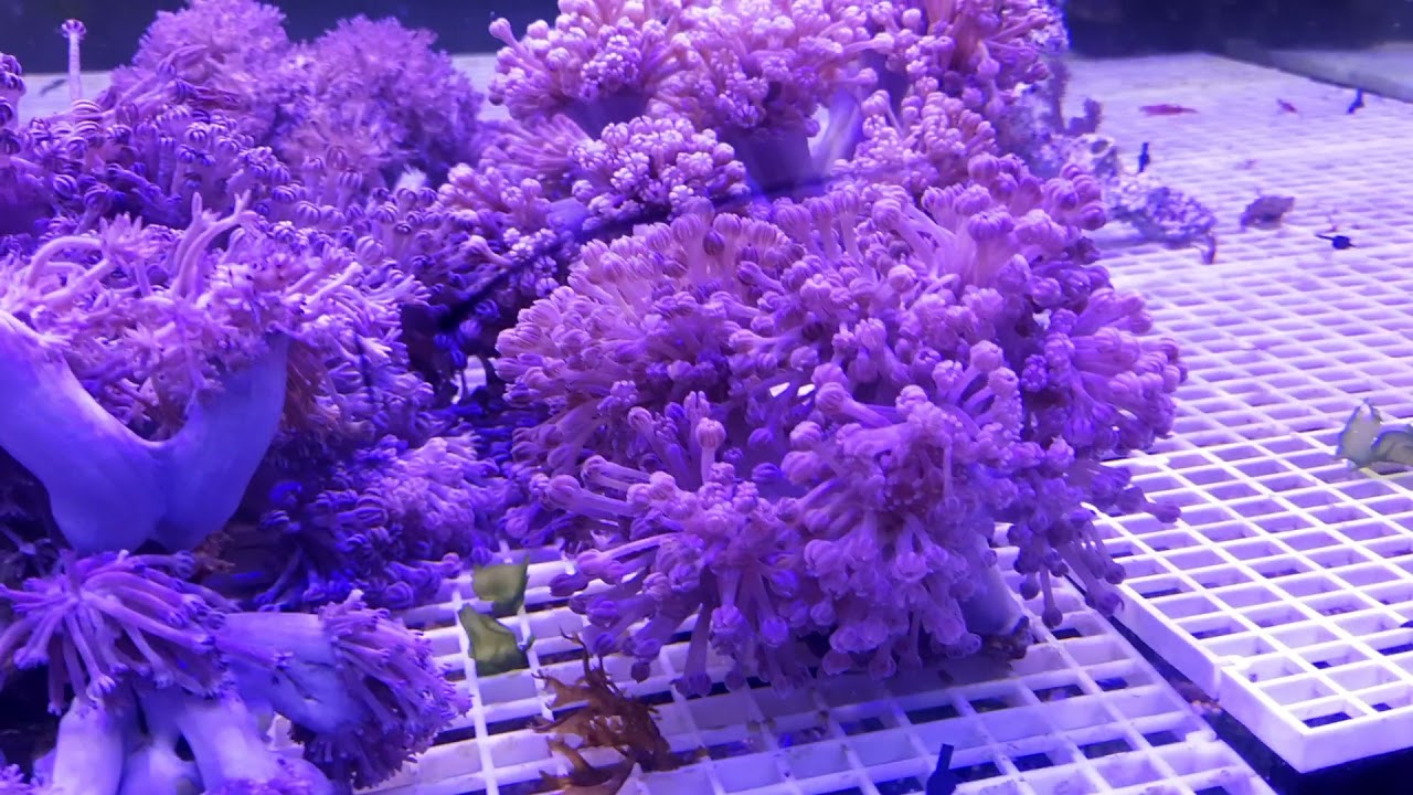 XENIA
