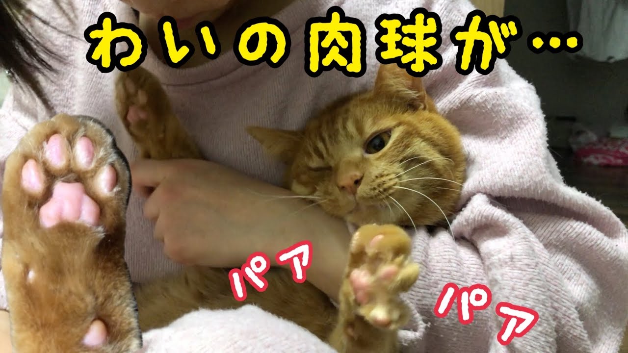 猫の肉球のはみ毛をカットしたらまさかの事件が…！？