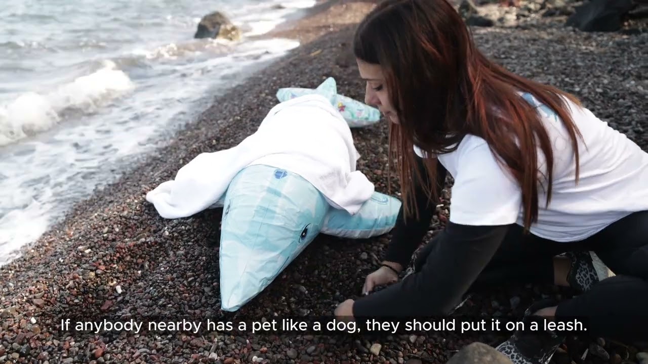 Dolphin and Cetacean rescue tutorial with ARION