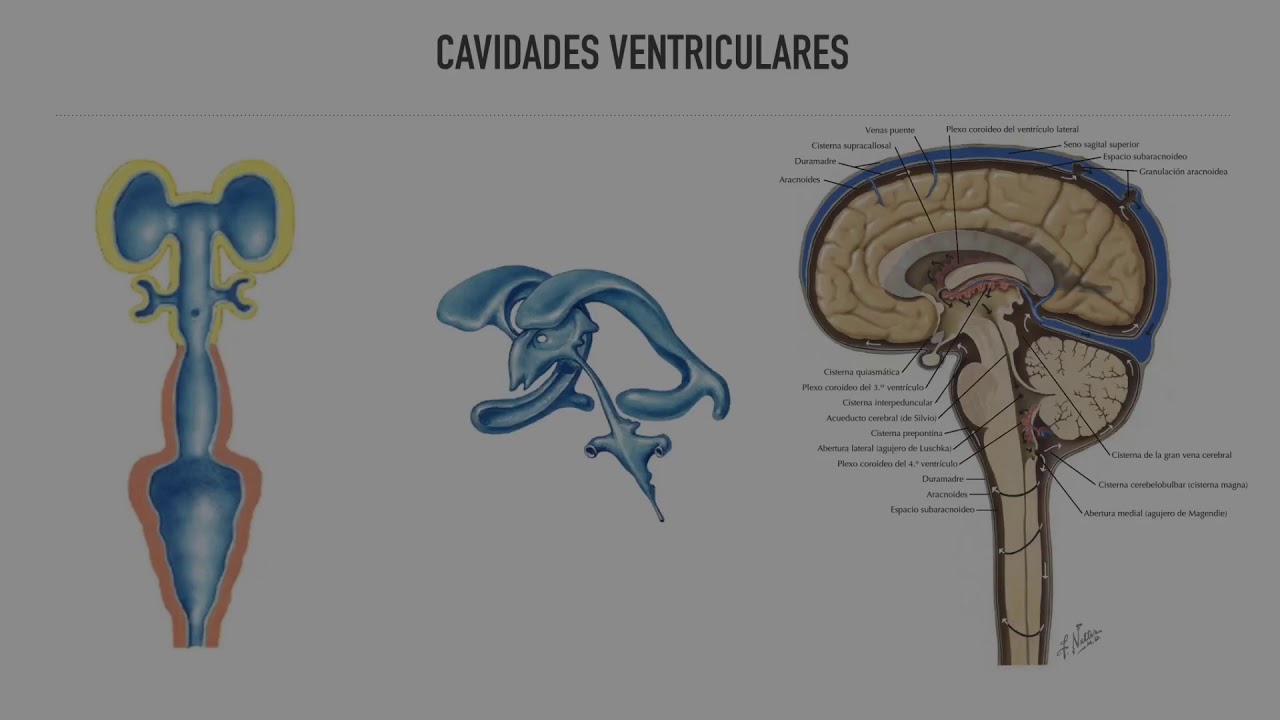Desarrollo Embrionario del Sistema Nervioso