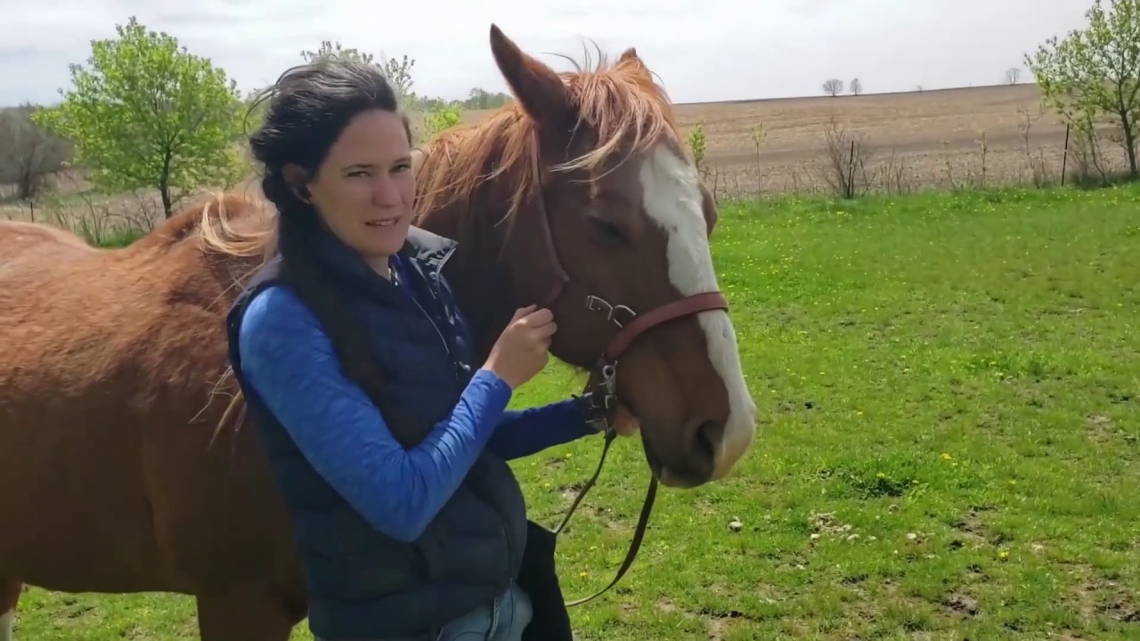 Training a Horse to Ride Bitless - LIVE video