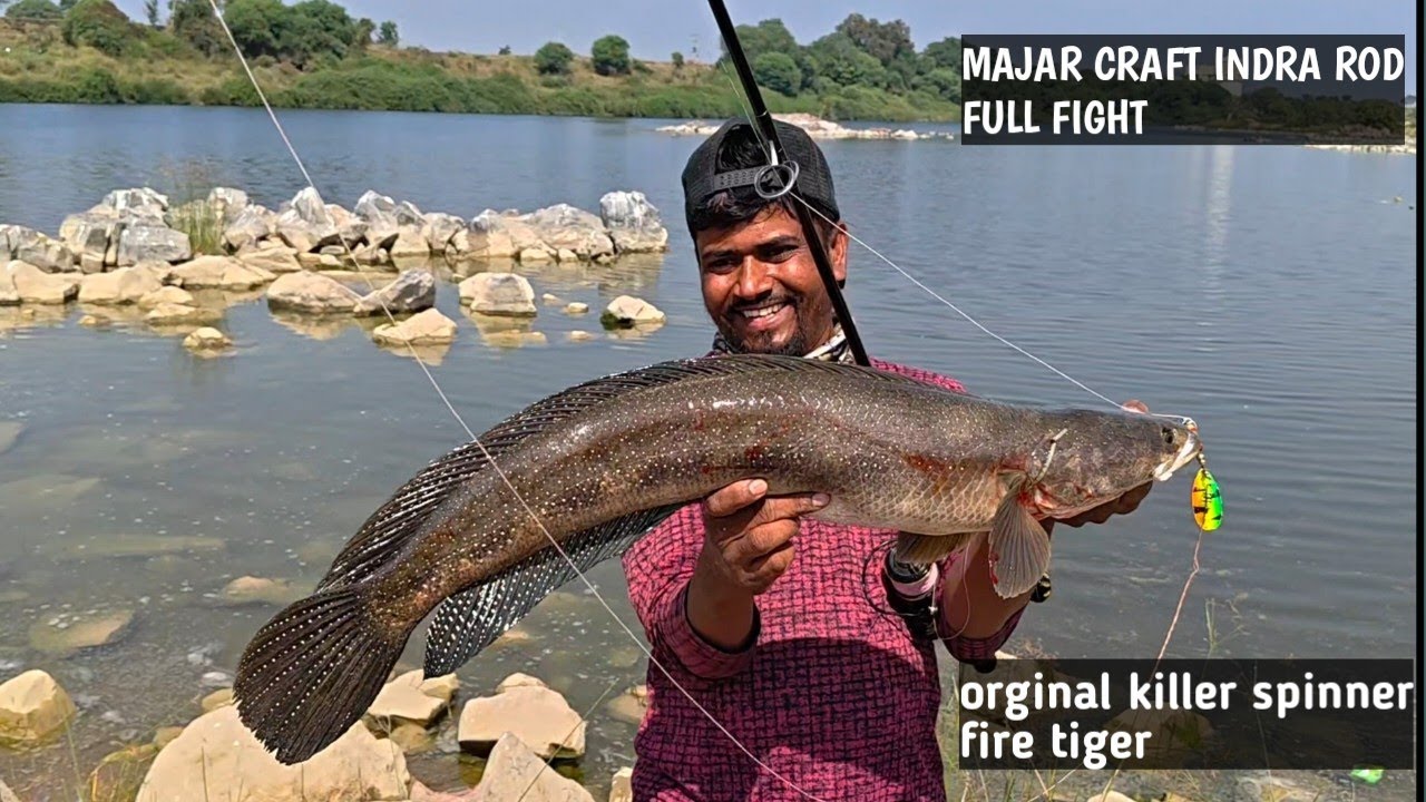 ORIGINAL KILLER SPINNER FIRE TIGER || MAJOR CRAFT INDRA ROD FULL FIGHT WITH RIVER TIGER || #fishing 