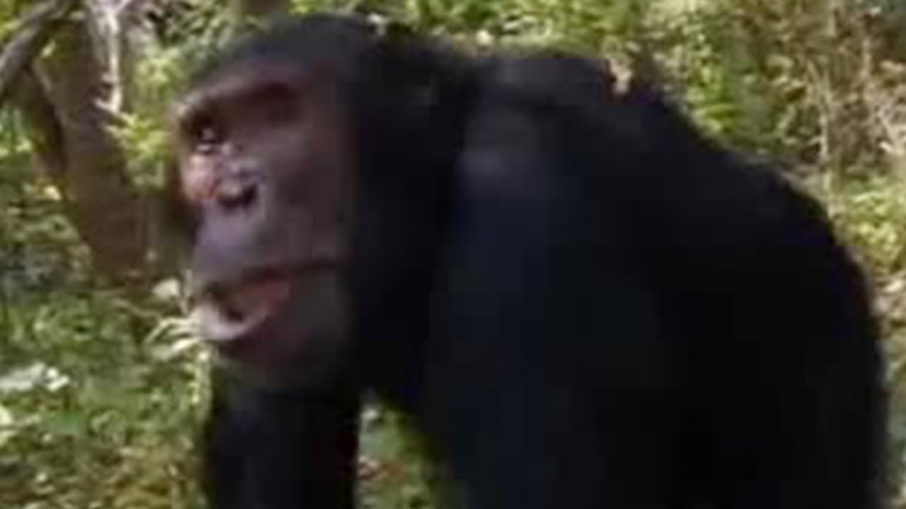 Wild Chimpanzees in the Jungle Struggle for Leadership | BBC Studios
