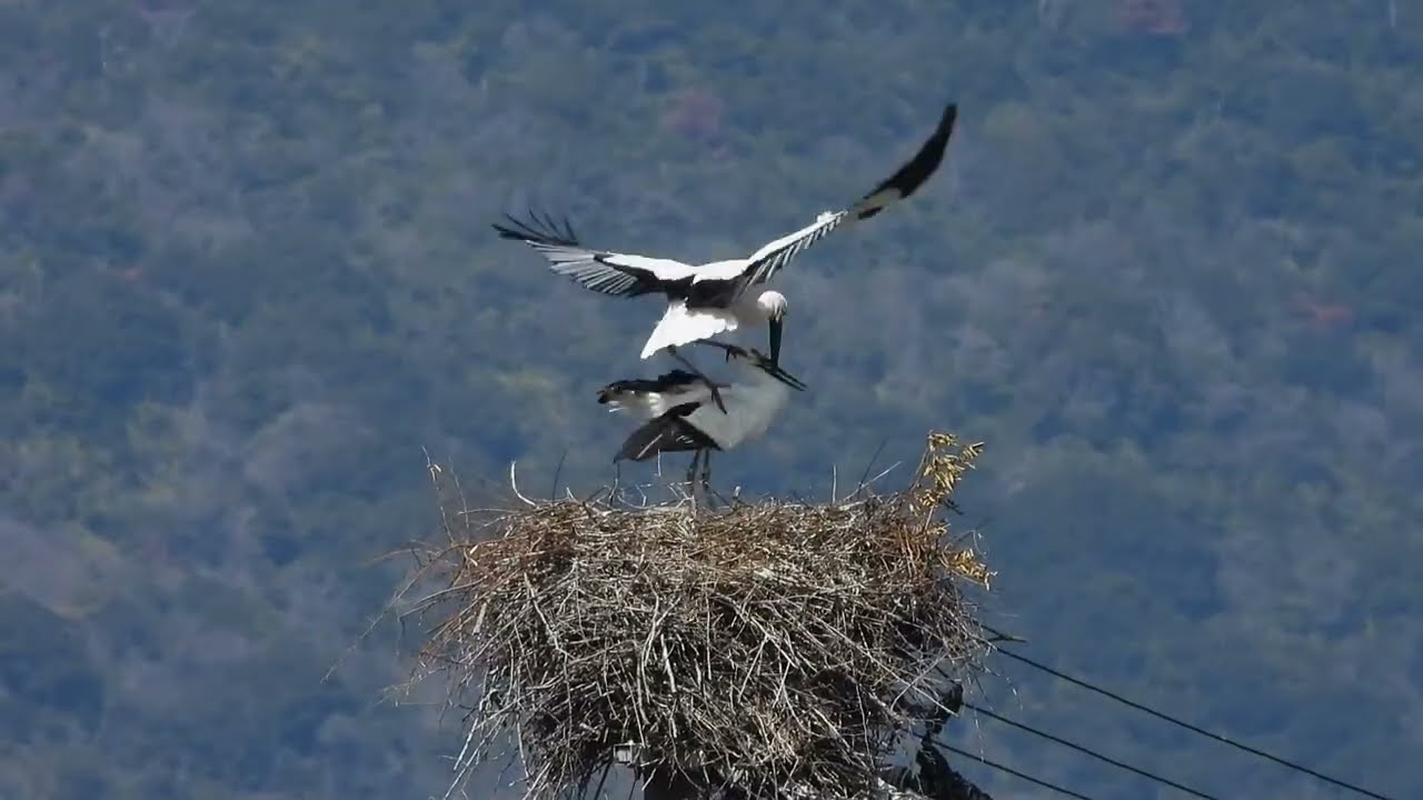 鳴門コウノトリ 2026/03/01 撮影 成長記録 徳島県鳴門市