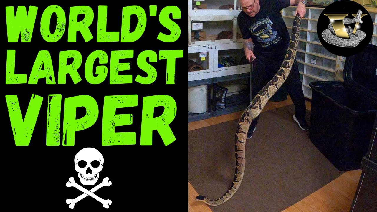 3 HUGE Bushmasters: World's BIGGEST Pit Vipers