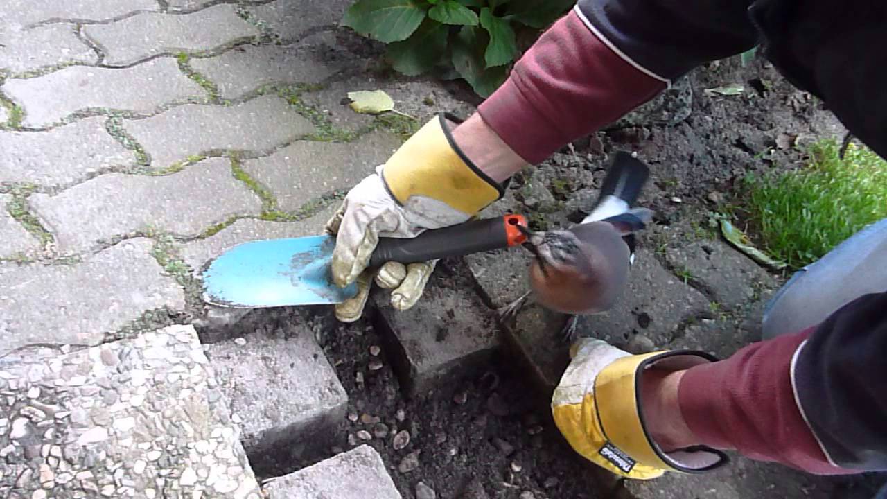 Zahmer Eichelhäher bei der Gartenarbeit