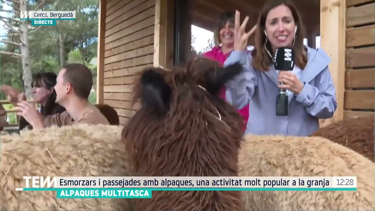 TOT ES MOU: Alpaques multitasca