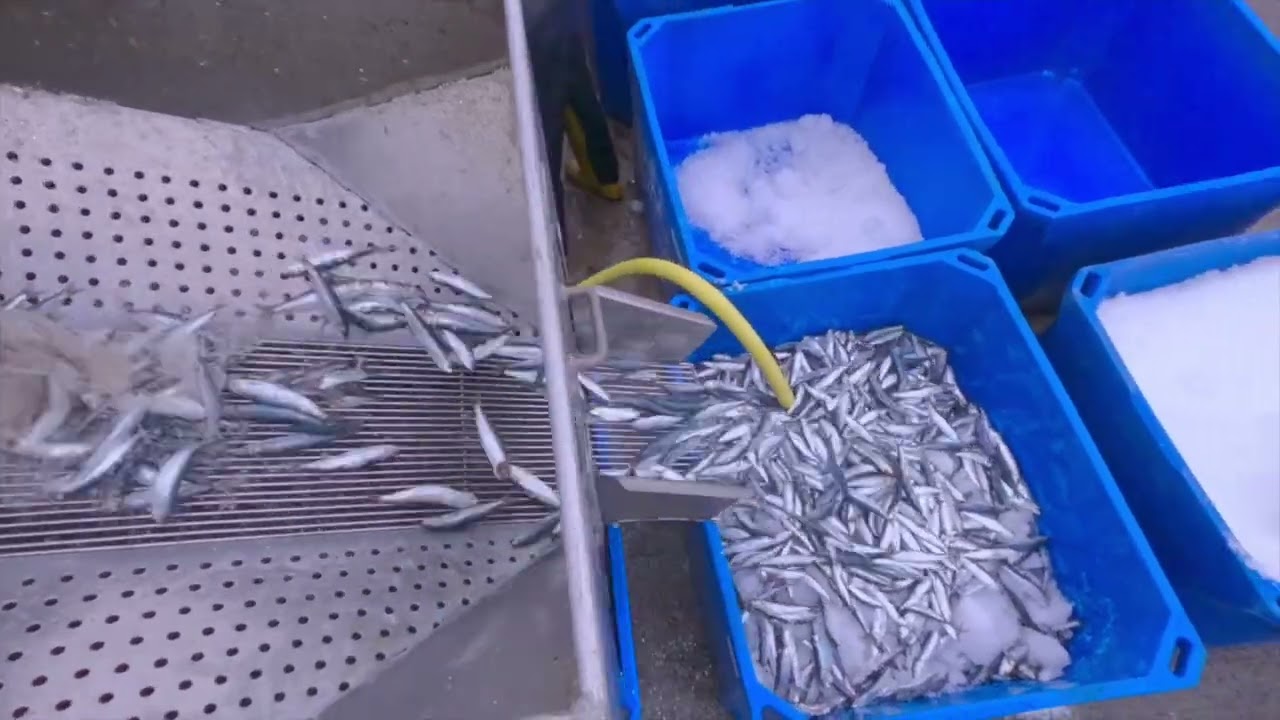 Inter-Nos rings 100 tons of Cornish Sardines