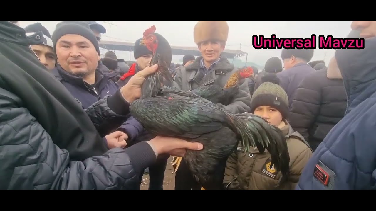 Дакан Хуроз Нархлари  2025 Dakan Xo‘roz Narxlari  #2025 #dakan #xoroz #narxlari #dakanjangi #2025