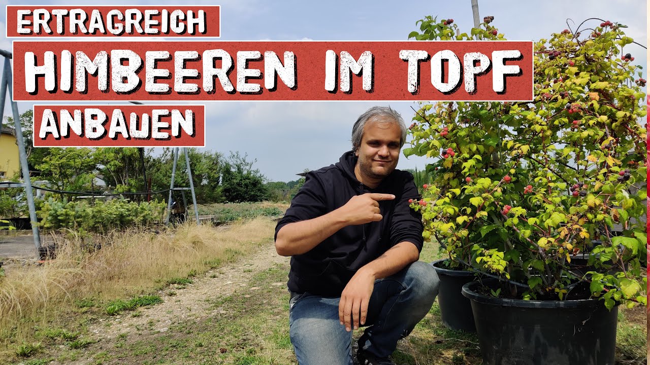 Himbeeren selber im Topf/Kübel anbauen - für Garten, Balkon und Terrasse