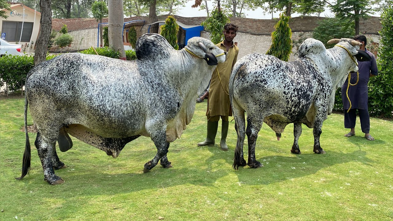 Cholistani Bulls of Alhaiwan Sire ll Chlistani Cow Breed