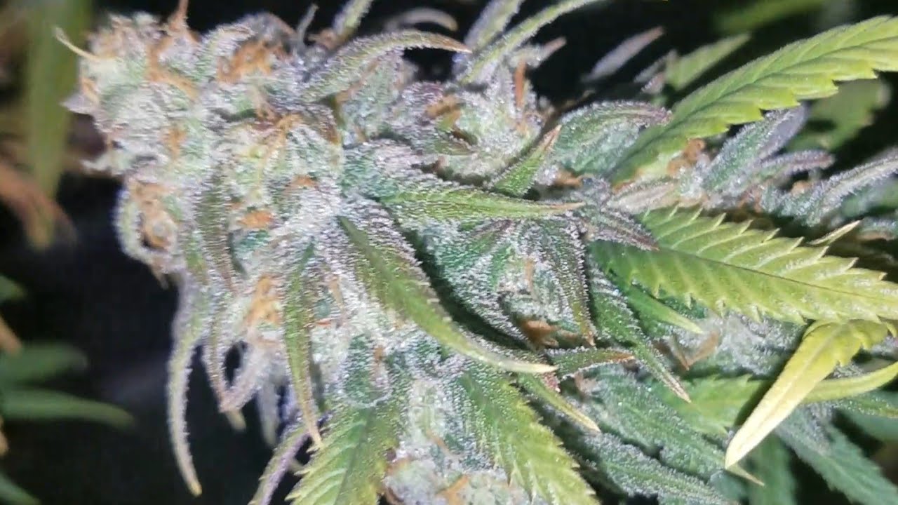 Dream Queen Day 47 Flower