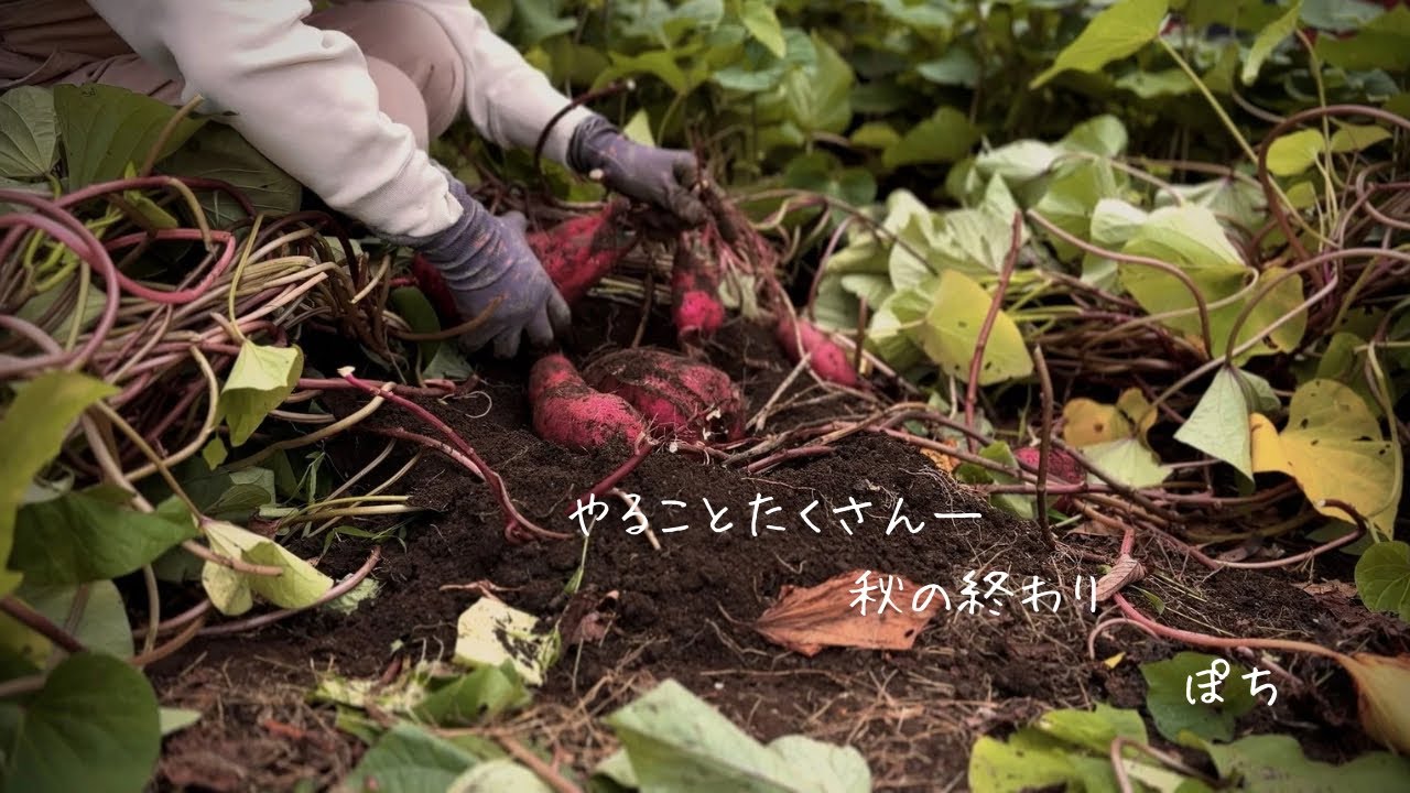 ひとり暮らし｜秋が終わる前に｜さつまいもの収穫｜大学いも｜栗ごはん