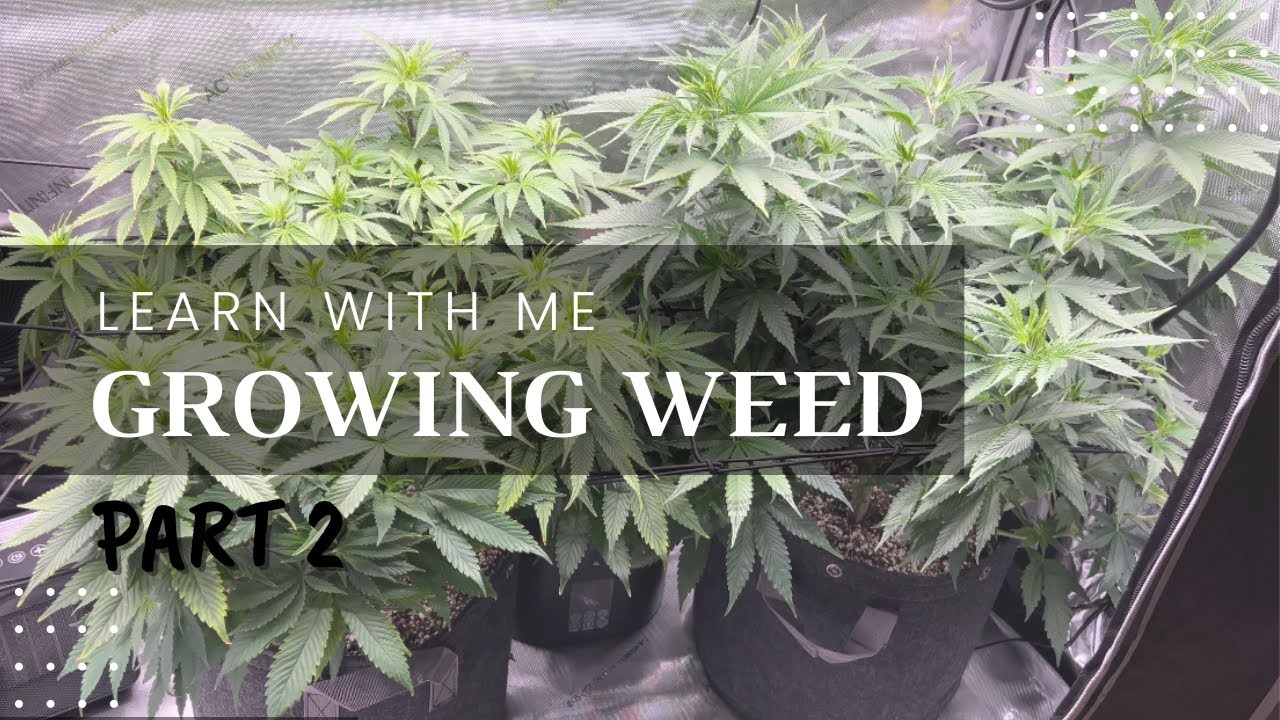 Part 2 | Let's Grow Some Weed - Training, Repotting, Topping, Pruning to the Flowering Stage